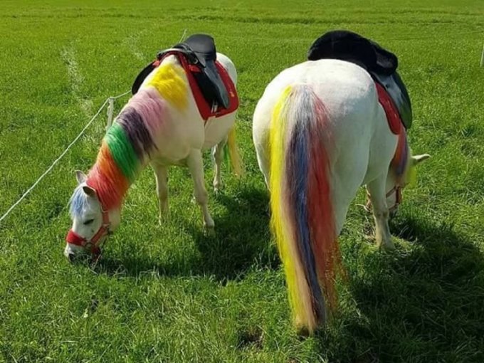 605752-a-painted-horse8676885590040803906.jpg
